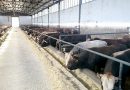AKBULUT BESİ ÇİFTLİĞİ
